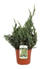 juniperus squamata meyeri ginepro