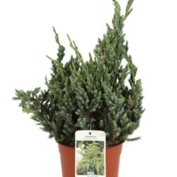 juniperus squamata meyeri ginepro