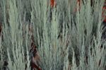 juniperus virginiana blue arrow ginepro 1