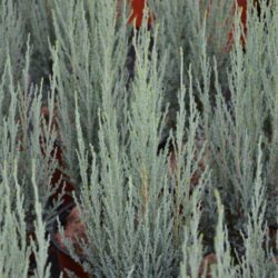 juniperus virginiana blue arrow ginepro 1