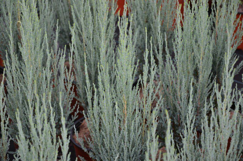 juniperus virginiana blue arrow ginepro 1 juniperus virginiana blue arrow ginepro 1
