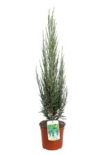 juniperus virginiana blue arrow ginepro