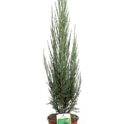 juniperus virginiana blue arrow ginepro