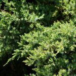 juniperus virginiana robusta green ginepro 1