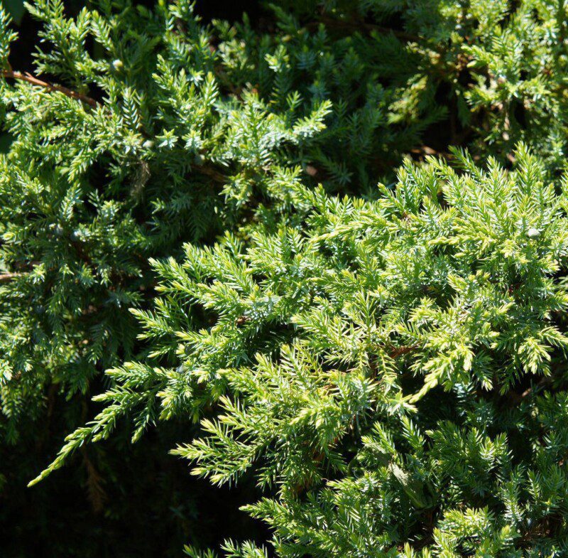 juniperus virginiana robusta green ginepro 1 juniperus virginiana robusta green ginepro 1