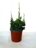 juniperus virginiana robusta green ginepro