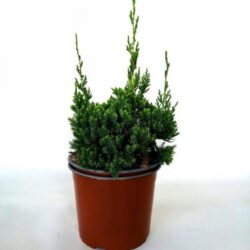juniperus virginiana robusta green ginepro