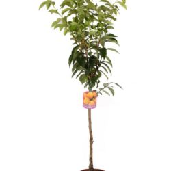 kako cioccolatino