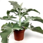 kalanchoe beharensis