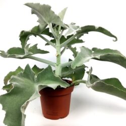 kalanchoe beharensis