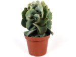 kalanchoe beharensis drake 1