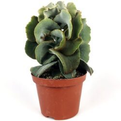 kalanchoe beharensis drake 1