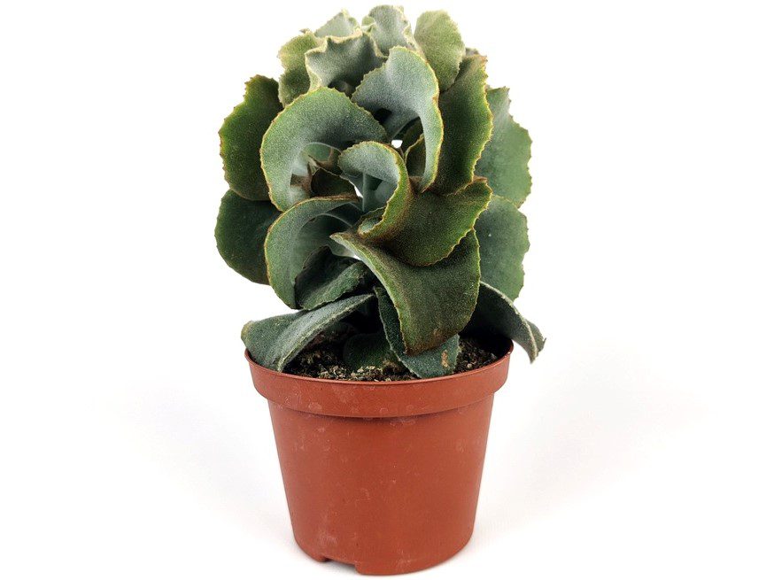 kalanchoe beharensis drake 1 kalanchoe beharensis drake 1
