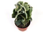 kalanchoe beharensis drake