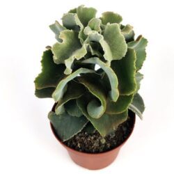 kalanchoe beharensis drake