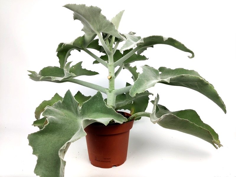 kalanchoe beharensis kalanchoe beharensis