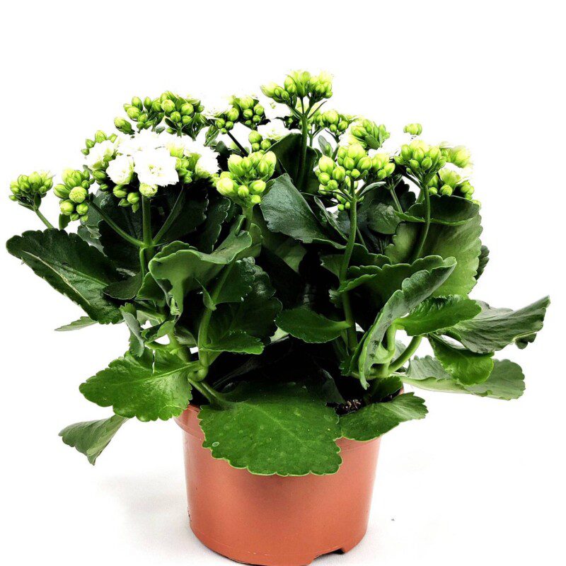 kalanchoe calandiva bianco 1 kalanchoe calandiva bianco 1