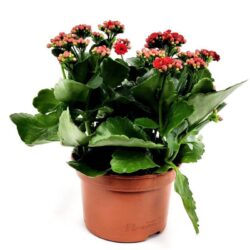 kalanchoe calandiva rosso 1