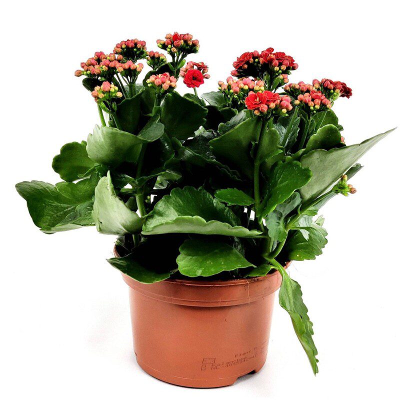 kalanchoe calandiva rosso 1 kalanchoe calandiva rosso 1