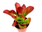 kalanchoe longiflora schltr
