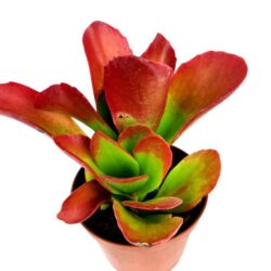 kalanchoe longiflora schltr