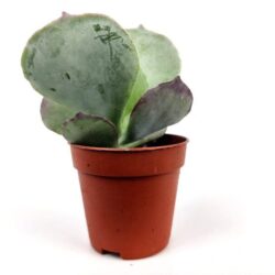 kalanchoe tetraphylla