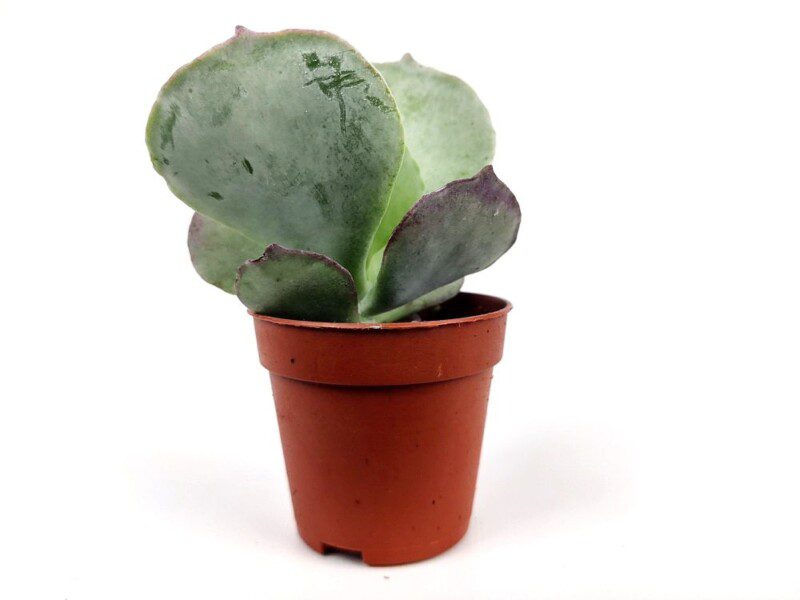 kalanchoe tetraphylla kalanchoe tetraphylla