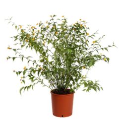 kerria japonica pleniflora rosa del giappone 1