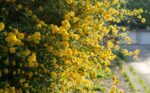 kerria japonica pleniflora rosa del giappone