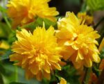 kerria japonica pleniflora rosa del giappone 3