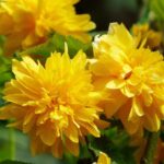 kerria japonica pleniflora rosa del giappone 3