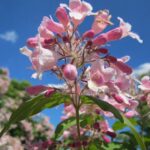 kolkwitzia amabilis pink cloud 1