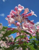 kolkwitzia amabilis pink cloud 1
