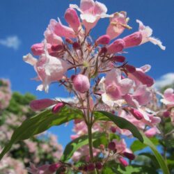 kolkwitzia amabilis pink cloud 1