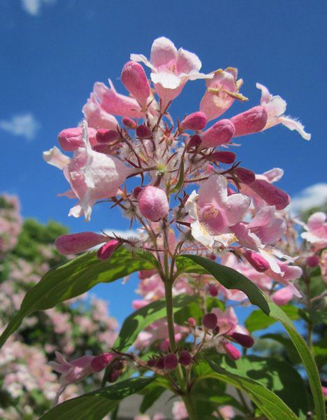 kolkwitzia amabilis pink cloud 1 kolkwitzia amabilis pink cloud 1