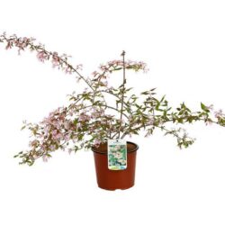 kolkwitzia amabilis pink cloud