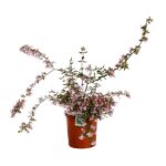 kolkwitzia amabilis pink cloud 3