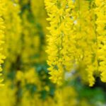 laburnum anagyroides maggiociondolo 1