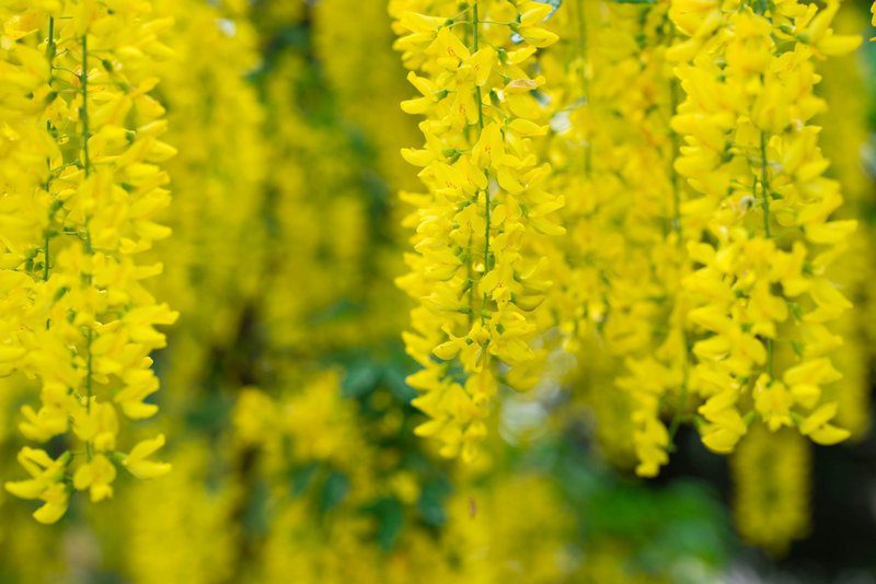 laburnum anagyroides maggiociondolo 1 laburnum anagyroides maggiociondolo 1