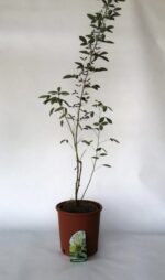 laburnum anagyroides maggiociondolo