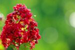 lagerstroemia enduring summer red lagestroemia 1