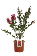 lagerstroemia enduring summer red lagestroemia
