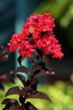 lagerstroemia first edition midnight magic lagestroemia 1