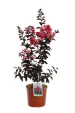 lagerstroemia first edition midnight magic lagestroemia