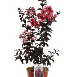 lagerstroemia first edition midnight magic lagestroemia