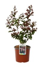 lagerstroemia indica berlingot menthe lagestroemia 1