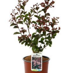 lagerstroemia indica berlingot menthe lagestroemia 1