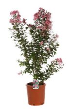 lagerstroemia indica berlingot menthe lagestroemia