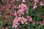 lagerstroemia indica berlingot menthe lagestroemia 2