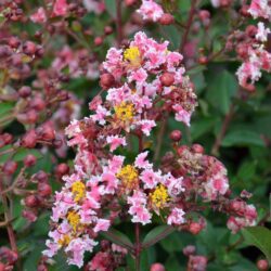 lagerstroemia indica berlingot menthe lagestroemia 2
